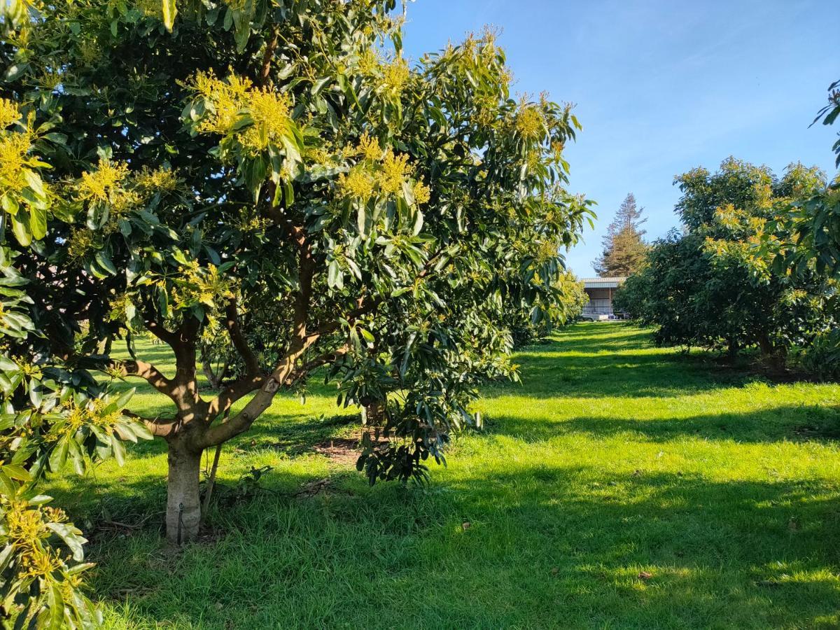 Avocate' Cottage Whiritoa 外观 照片